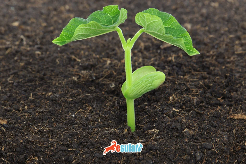 kuru-fasulye-cesit-ve-tohumluk