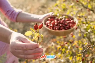 Kuşburnu Yetiştiriciliği Nasıl Yapılır?