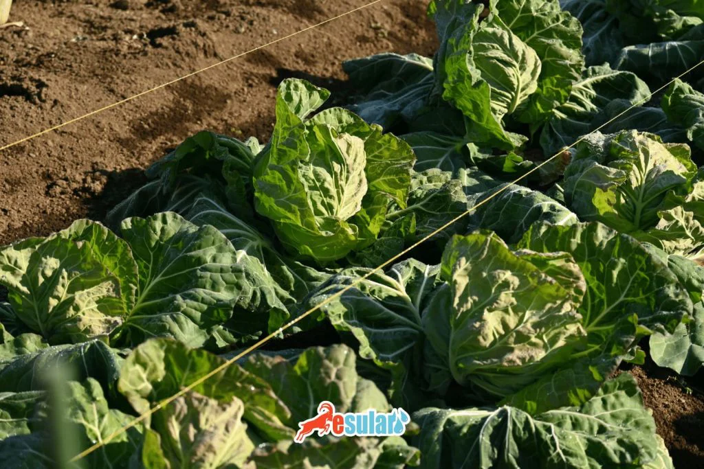 lahana-nerede-yetisir