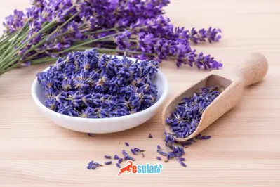 Lavanta Yetiştiriciliği Nasıl Yapılır?