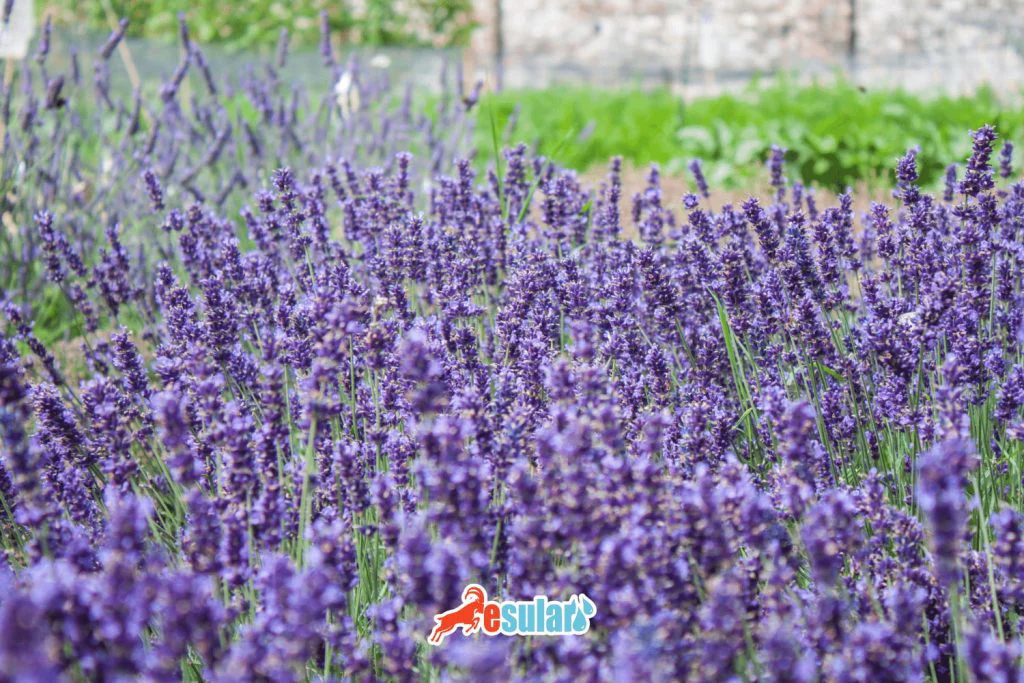 where-does-lavender-grow