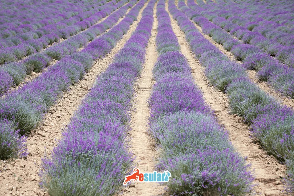 lavender farming