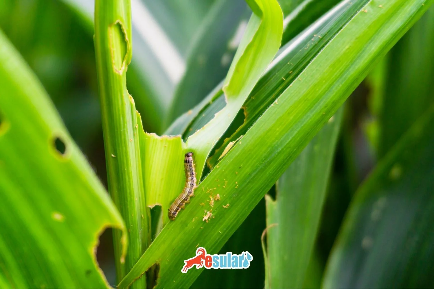 What is the Beet Armyworm?