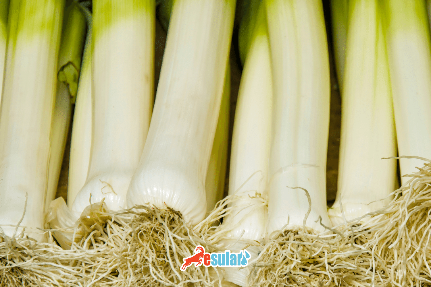 How is Leek Cultivation Done?