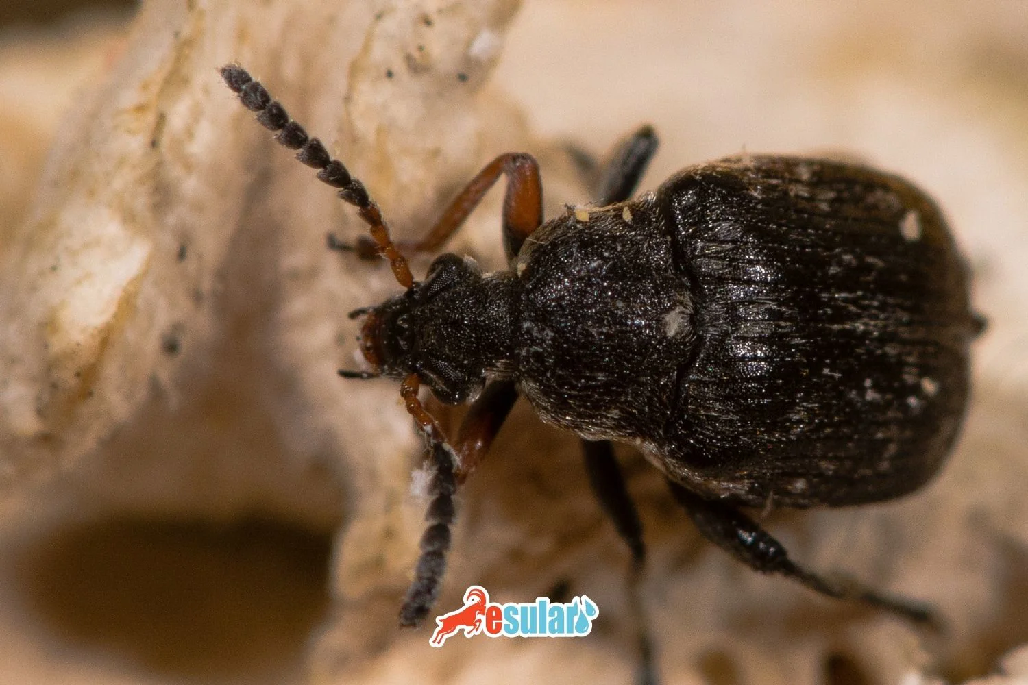 What is the Legume Seed Beetle?