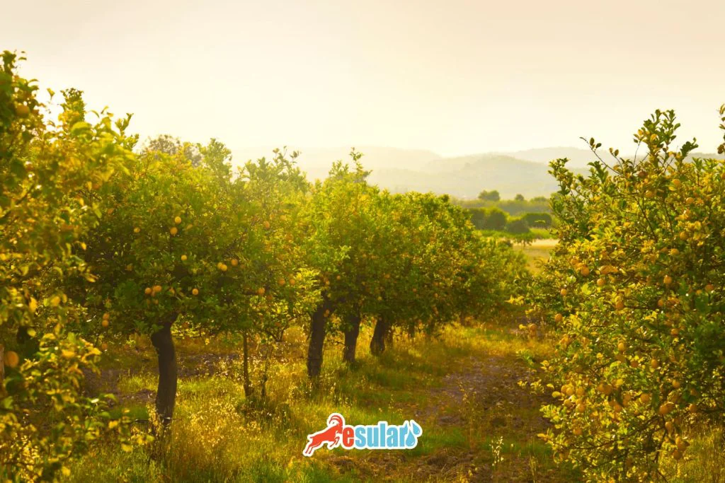 How to Cultivate Lemons?