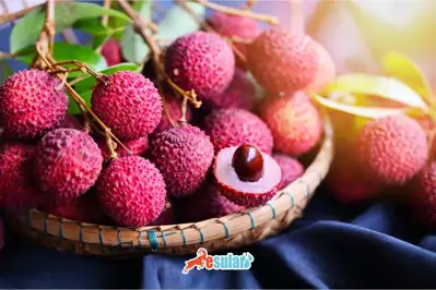 Liçi (Litchi) Yetiştiriciliği