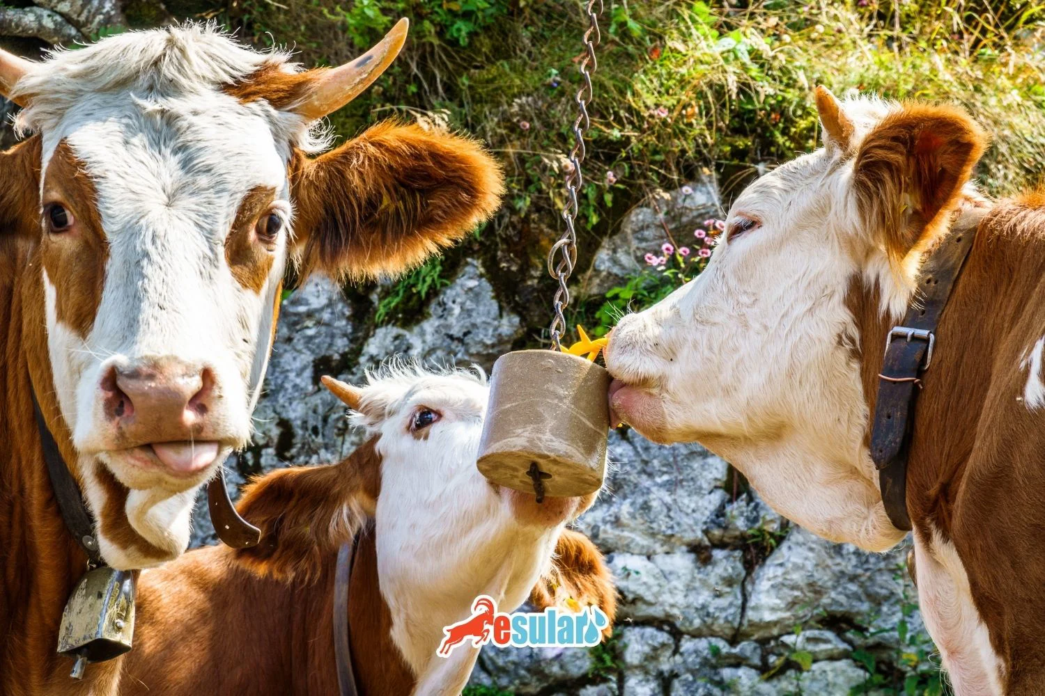 Why is Salt Given to Animals?