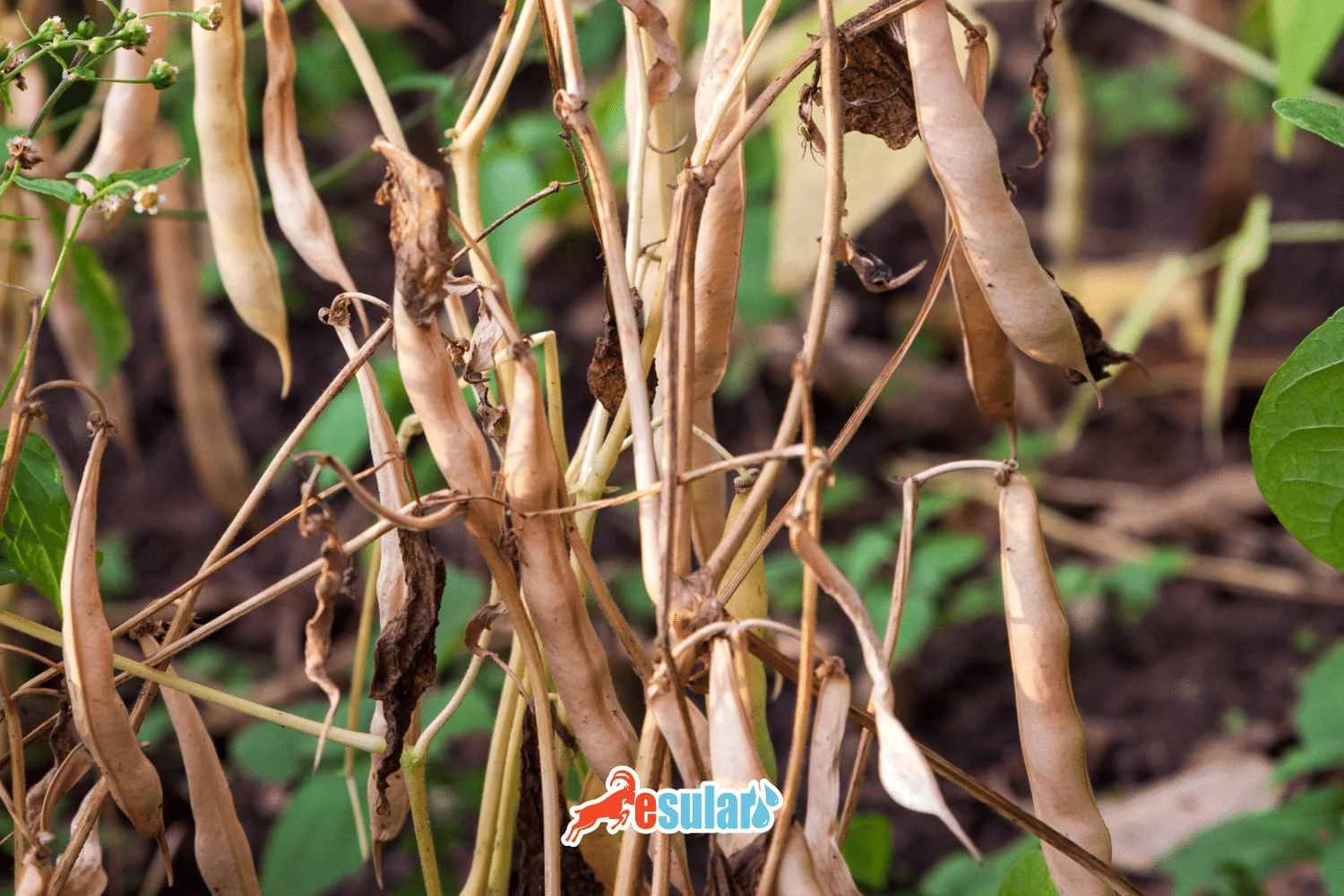 How to Grow Cranberry Beans?