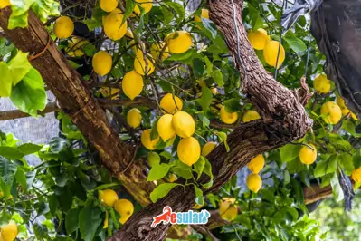 Limon Yetiştiriciliği Nasıl Yapılır?