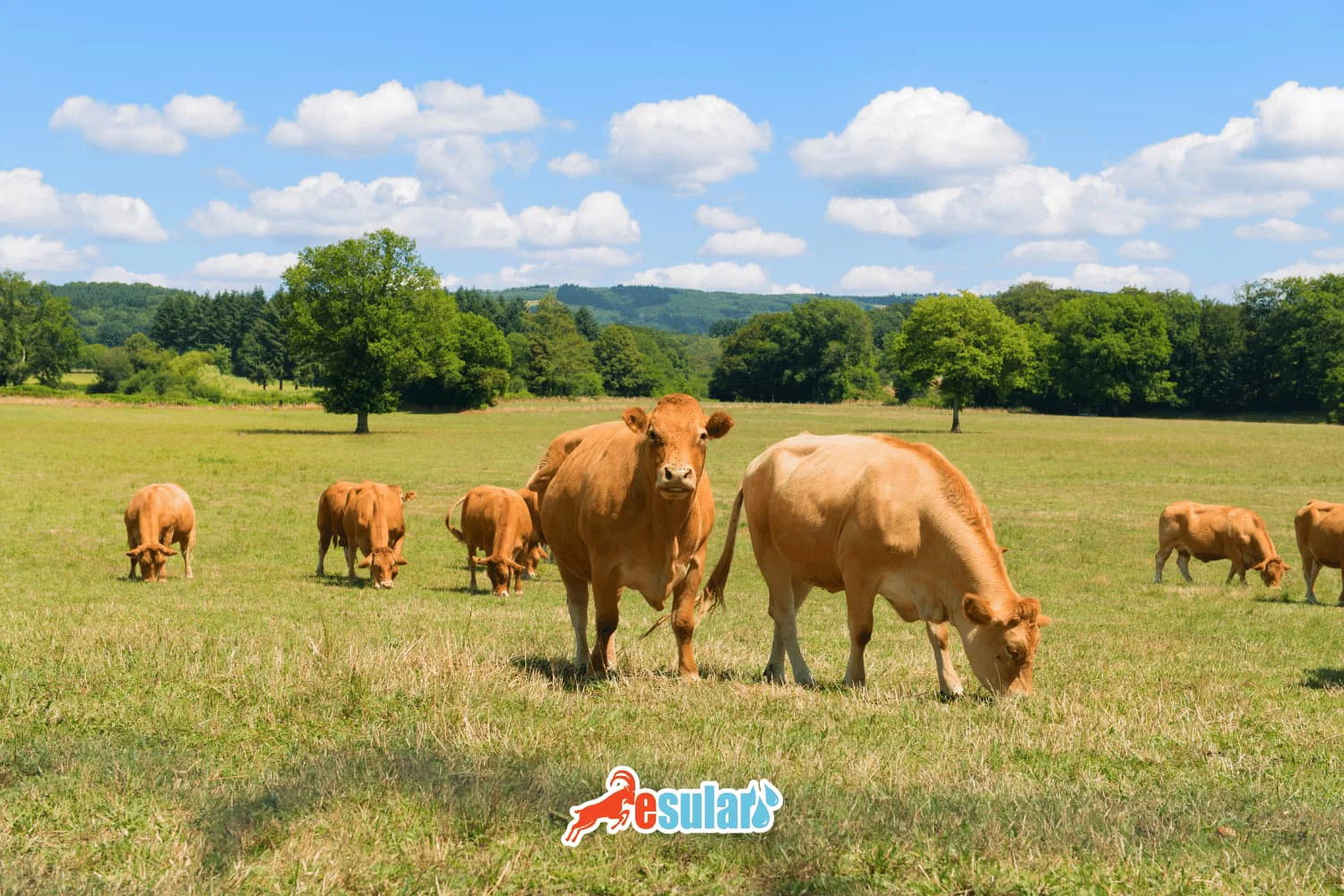 Limousin (Limousine) Rinderrasse