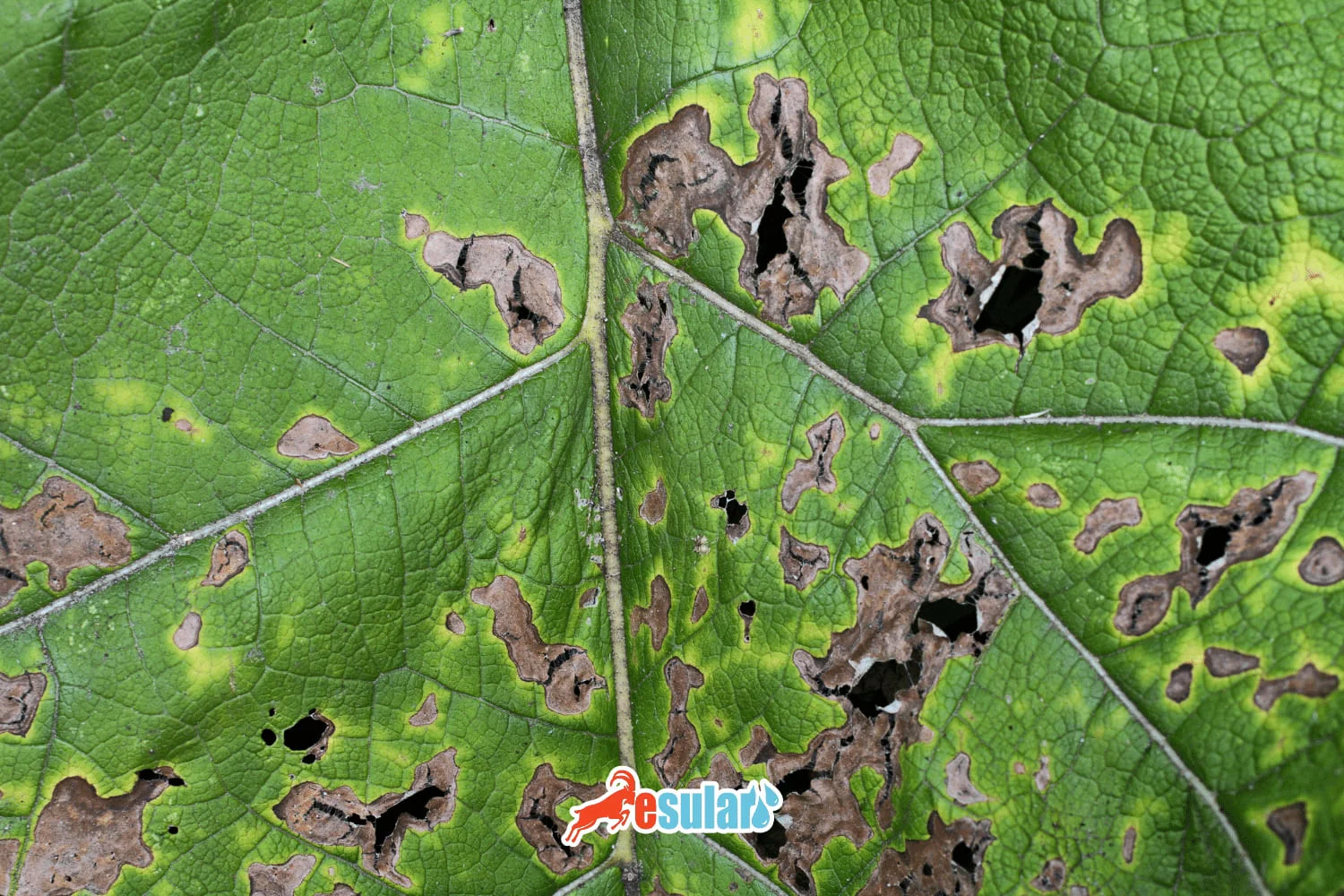 Lobya Xəstəlikləri