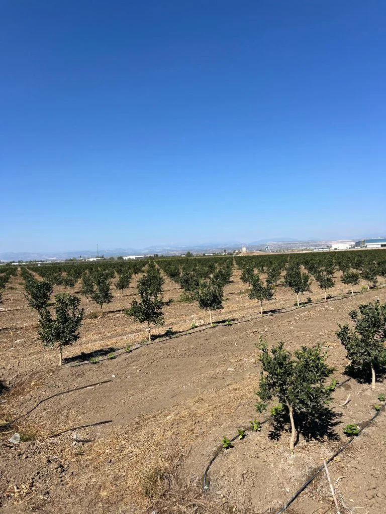 mandalina-bahcesi-esular-akıllı-sulama-otomatik-sulama-uygulaması