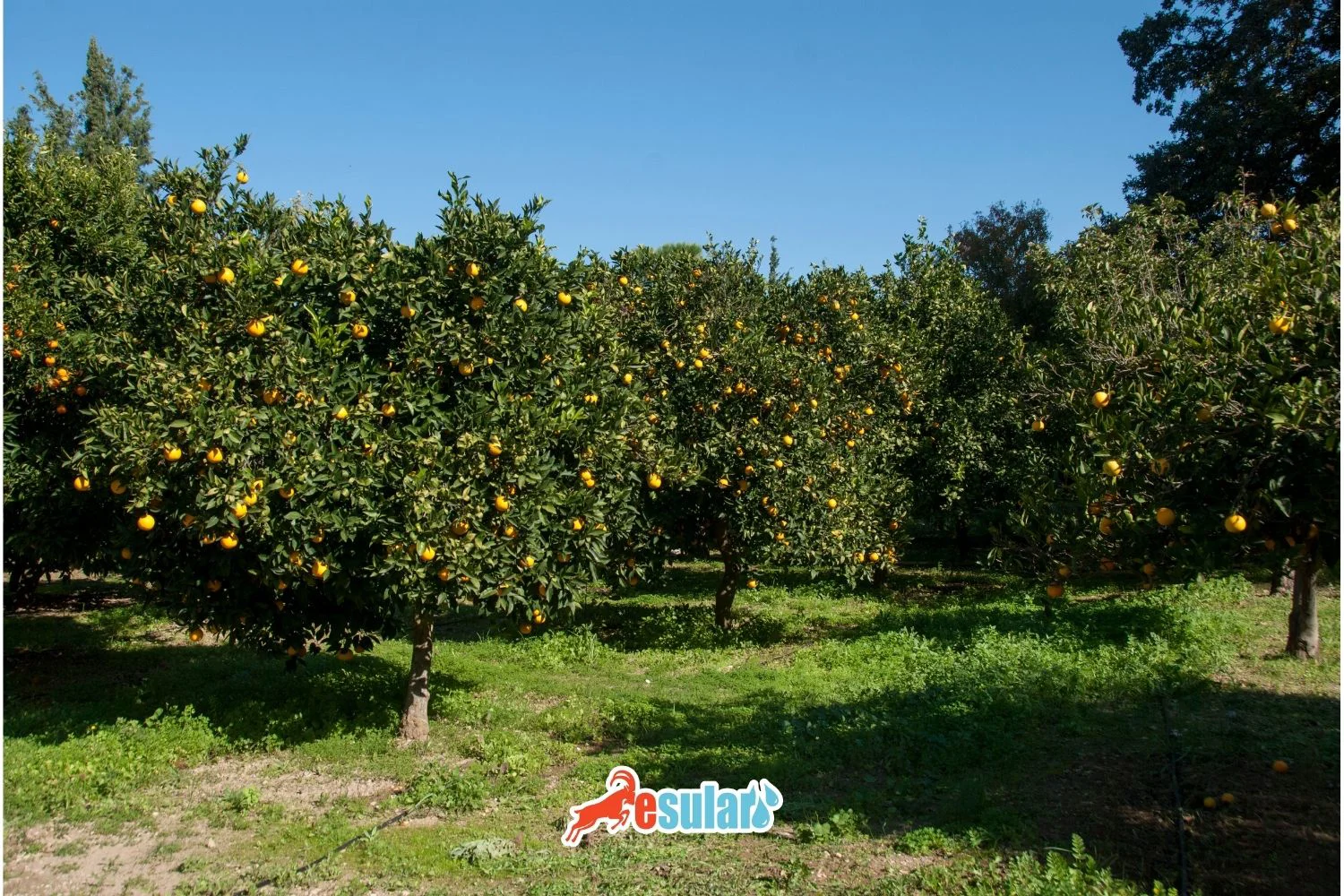 Mandarin Orchard, Esular Smart Irrigation, Automatic Irrigation Application