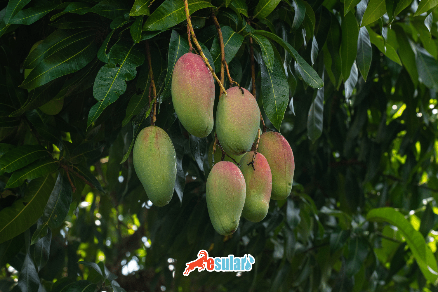 Mango Yetişdirilməsi Necə Həyata Keçirilir?