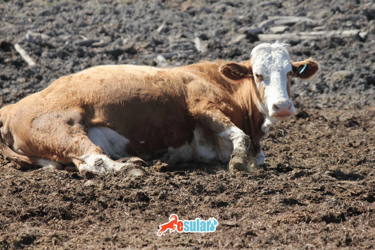 ما هو مرض النفاخ (تيمباني)؟