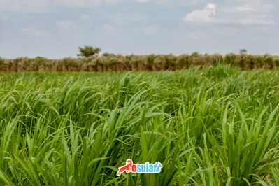 Maralfalfa Nedir?