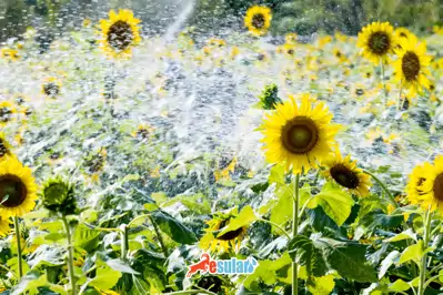 Marmara Bölgesinde Yetişen Tarım Ürünleri Nelerdir?