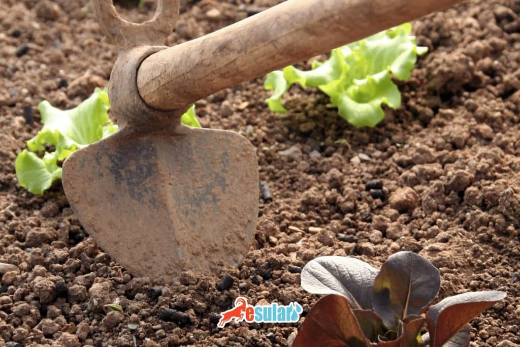 marul-yetistiriciligi-gubreleme