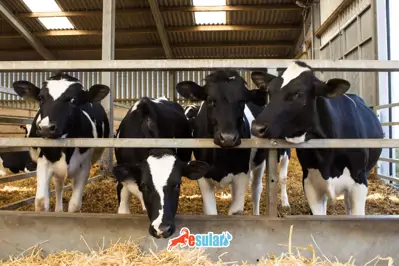Mastitis Nedir?