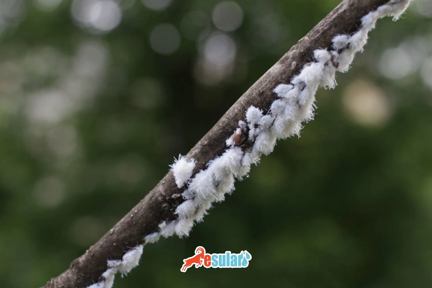 What is Mealybug?