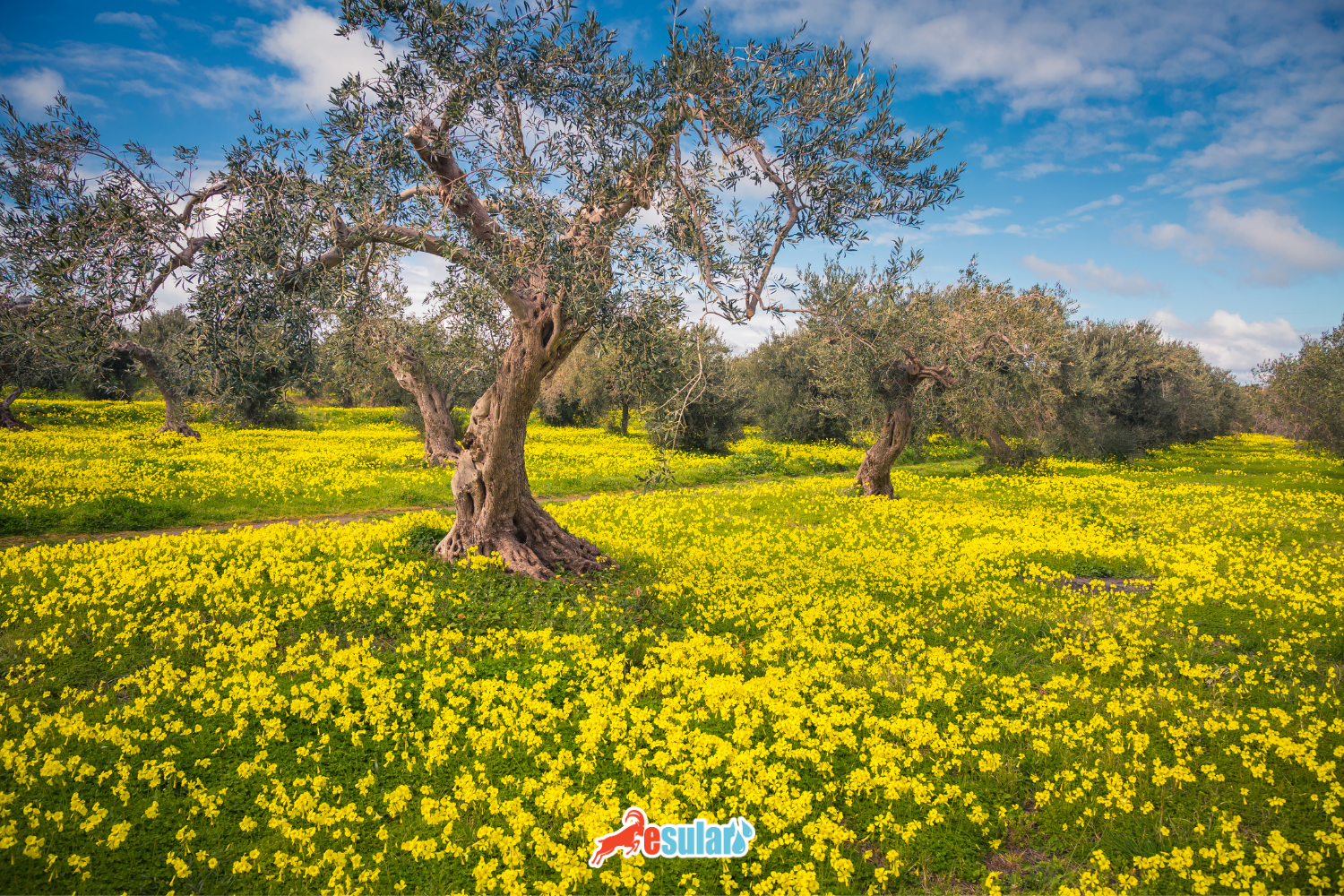 Mediterranean Climate and Its Impact on Agricultural Activities