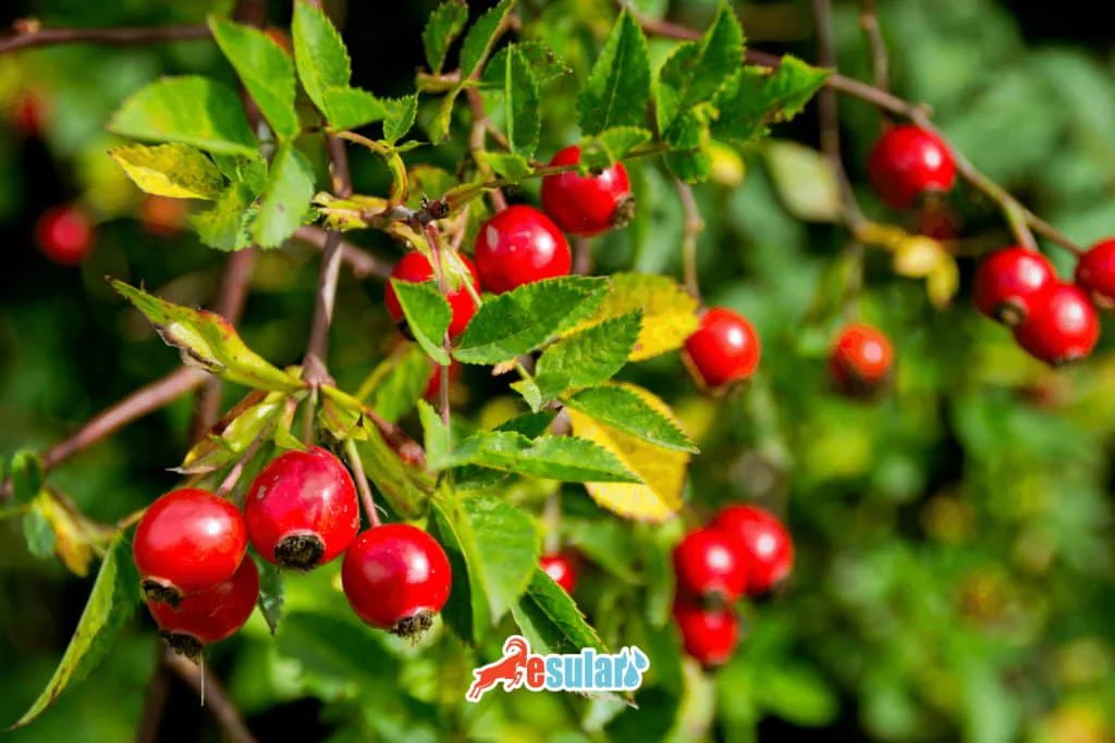 玫瑰果种植如何进行？