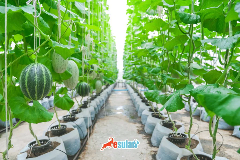 ¿Cómo se realiza el cultivo de melón?