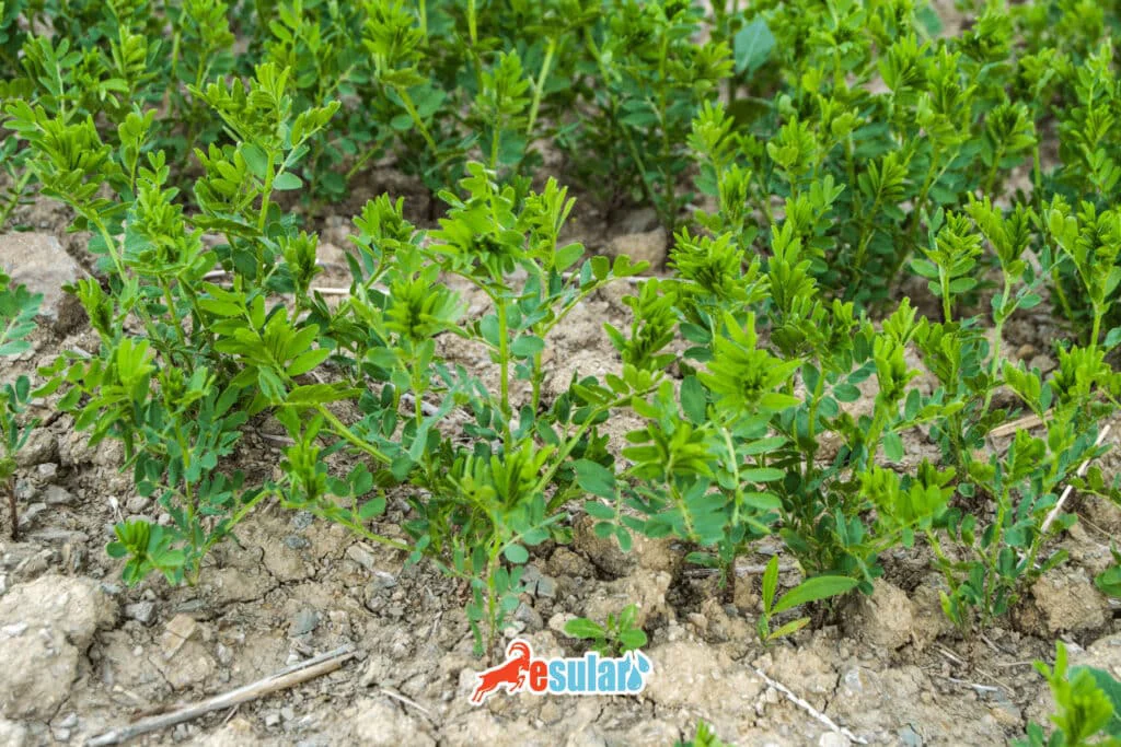 in-which-month-is-lentil-sown