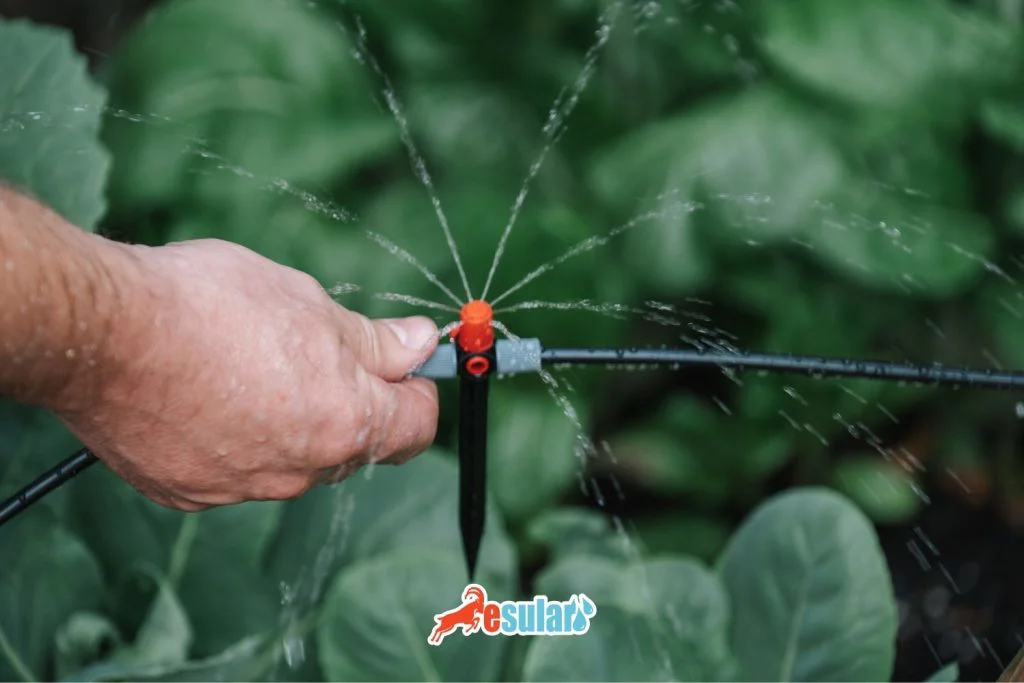 advantages-of-micro-sprinkler-system
