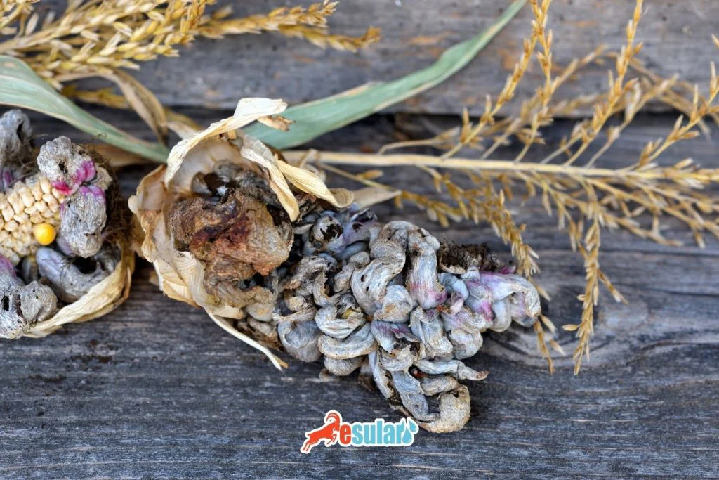 corn-smut-disease-in-maize