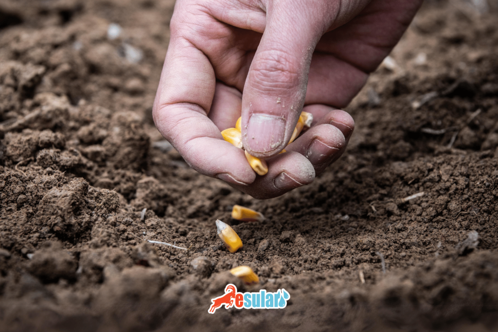 misir-ekiminde-toprak-derinligi