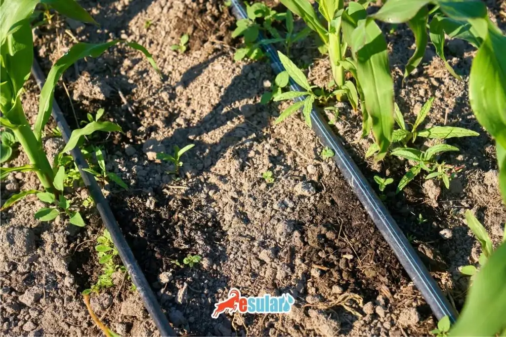 misir-en-cok-ne-zaman-suya-ihtiyac-duyar