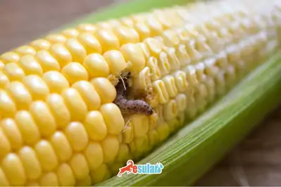 Mısır Kurdu Nedir?