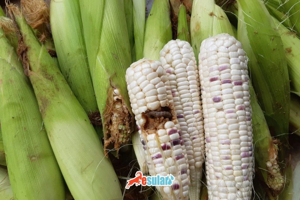 misir-kurdu-zararlari