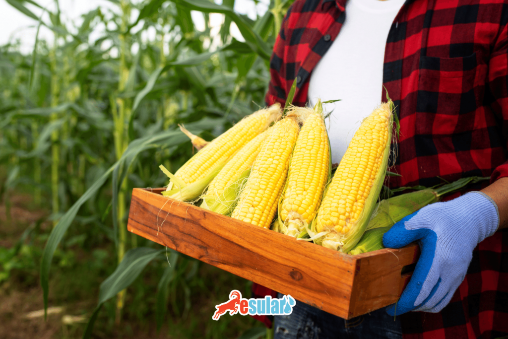 misir-ne-zaman-hasat-edilir