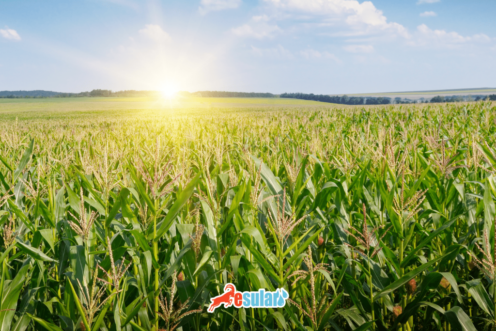 misirin-sicaklik-istegi