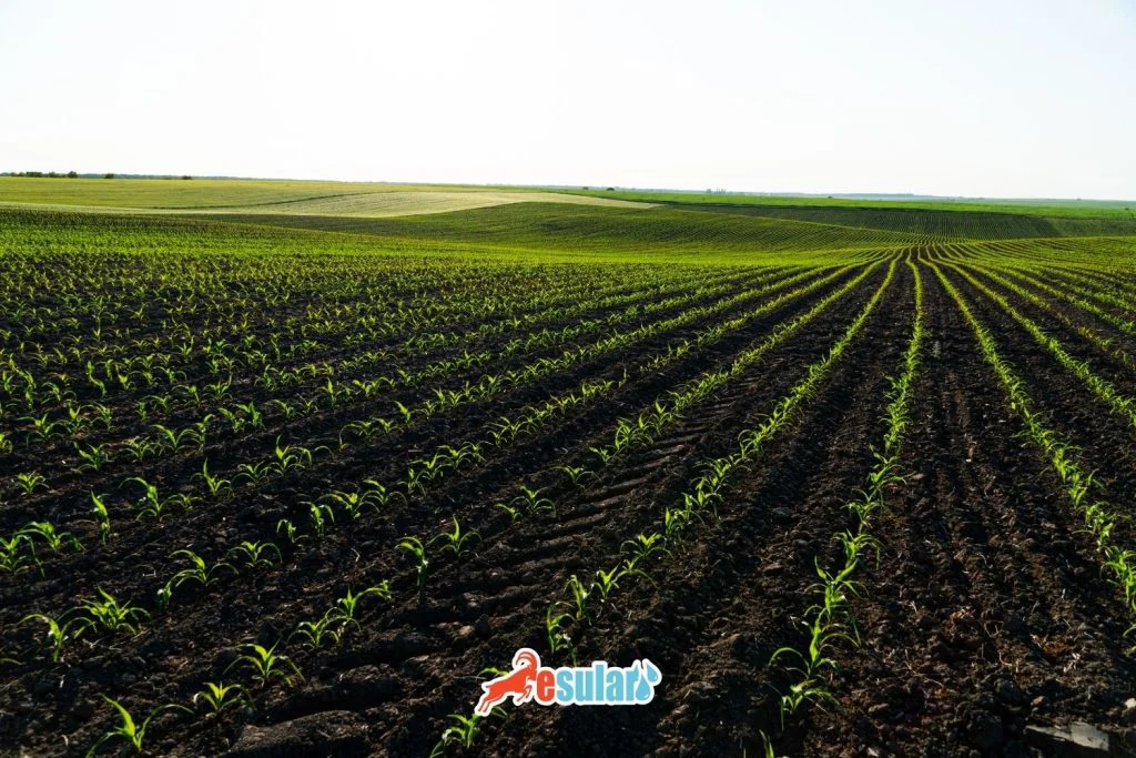 what-is-molybdenum-fertilizer