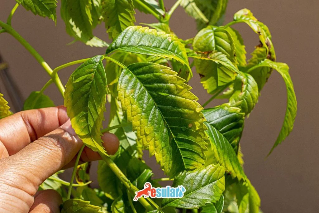 molybdenum-deficiency