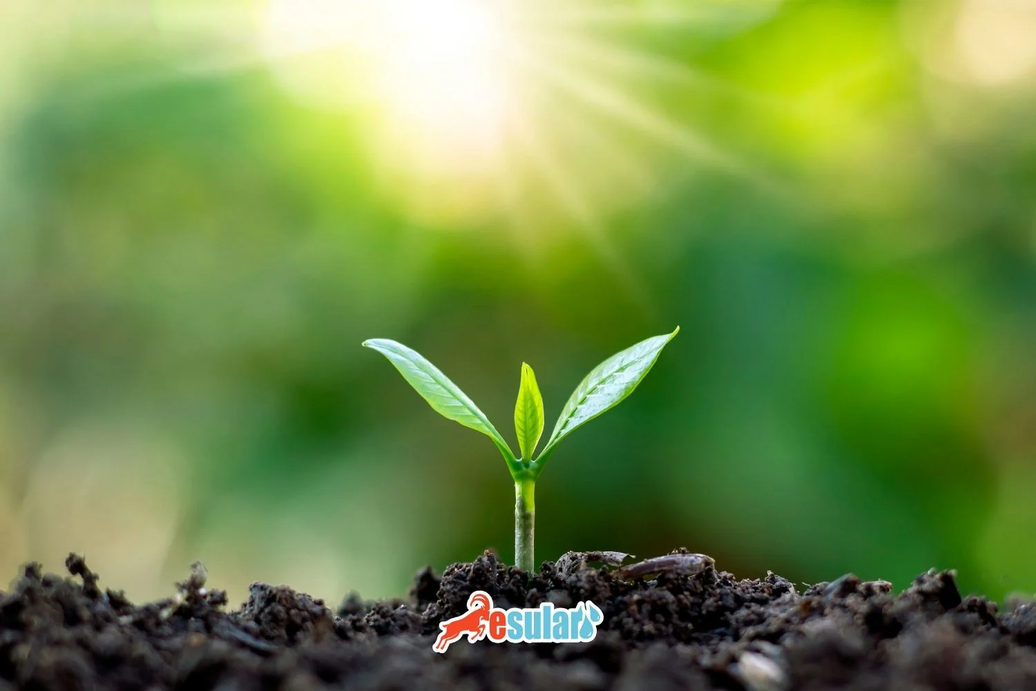 What is Molybdenum Fertilizer?