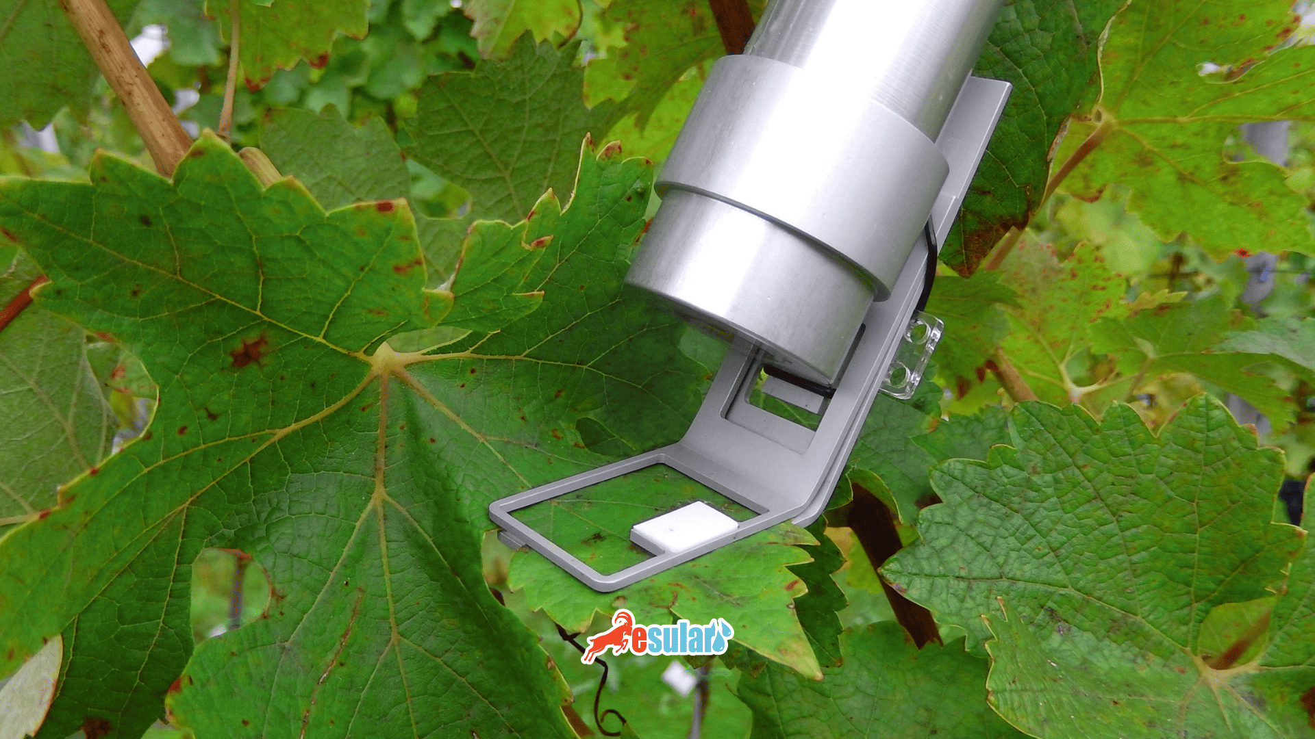 What is the Monitoring-PAM Sensor? Looking at Photosynthesis Itself