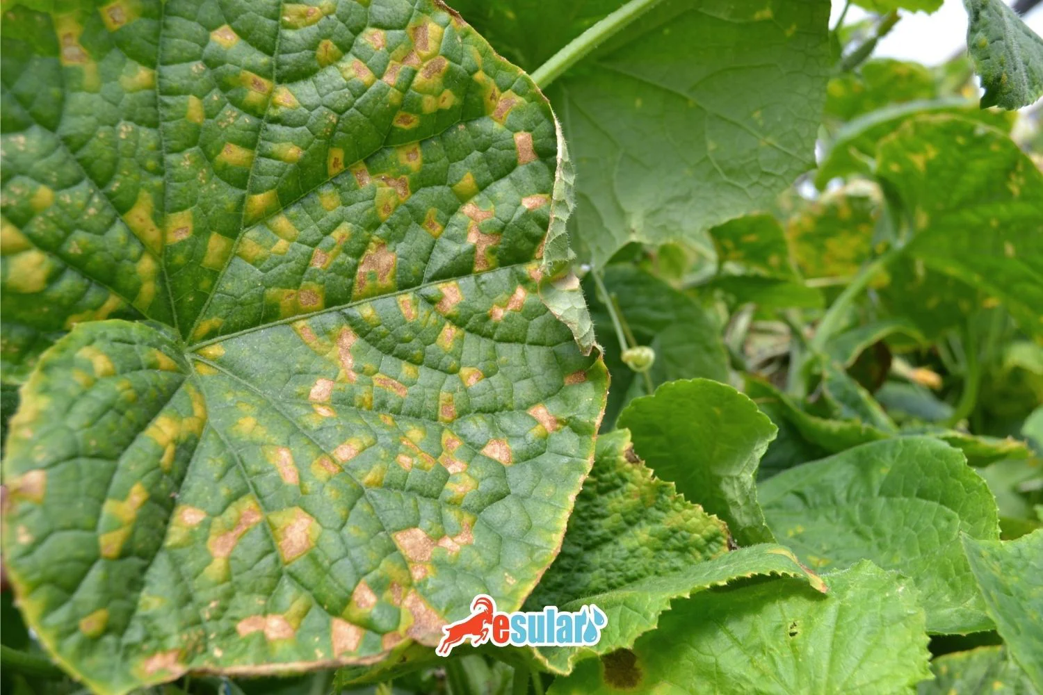 Was ist das Mosaikvirus?