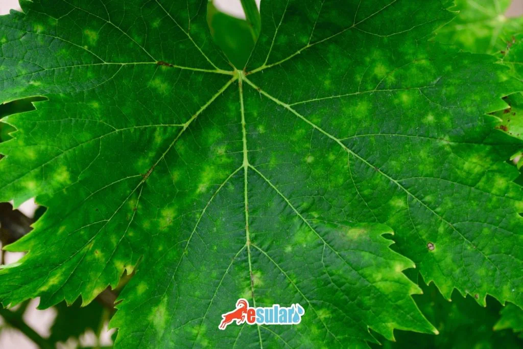 what-is-mosaic-virus