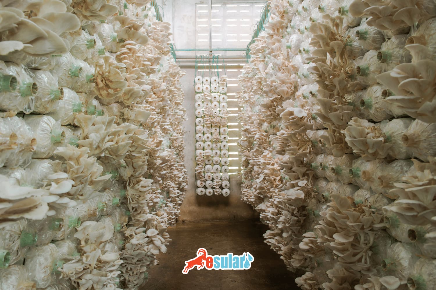 8 Important Factors Bringing Success in Mushroom Cultivation and Smart Solutions