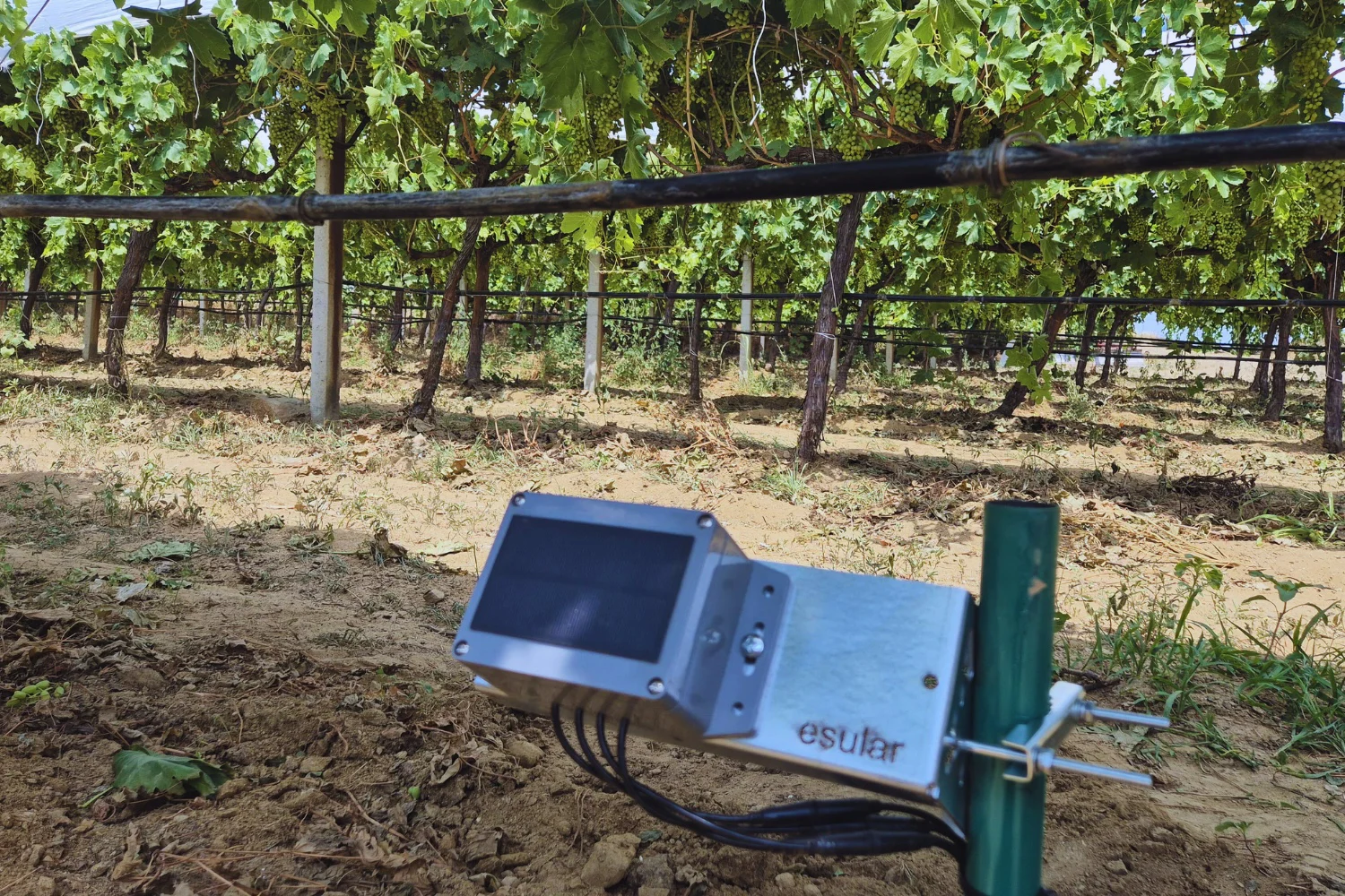 تطبيق الكروم