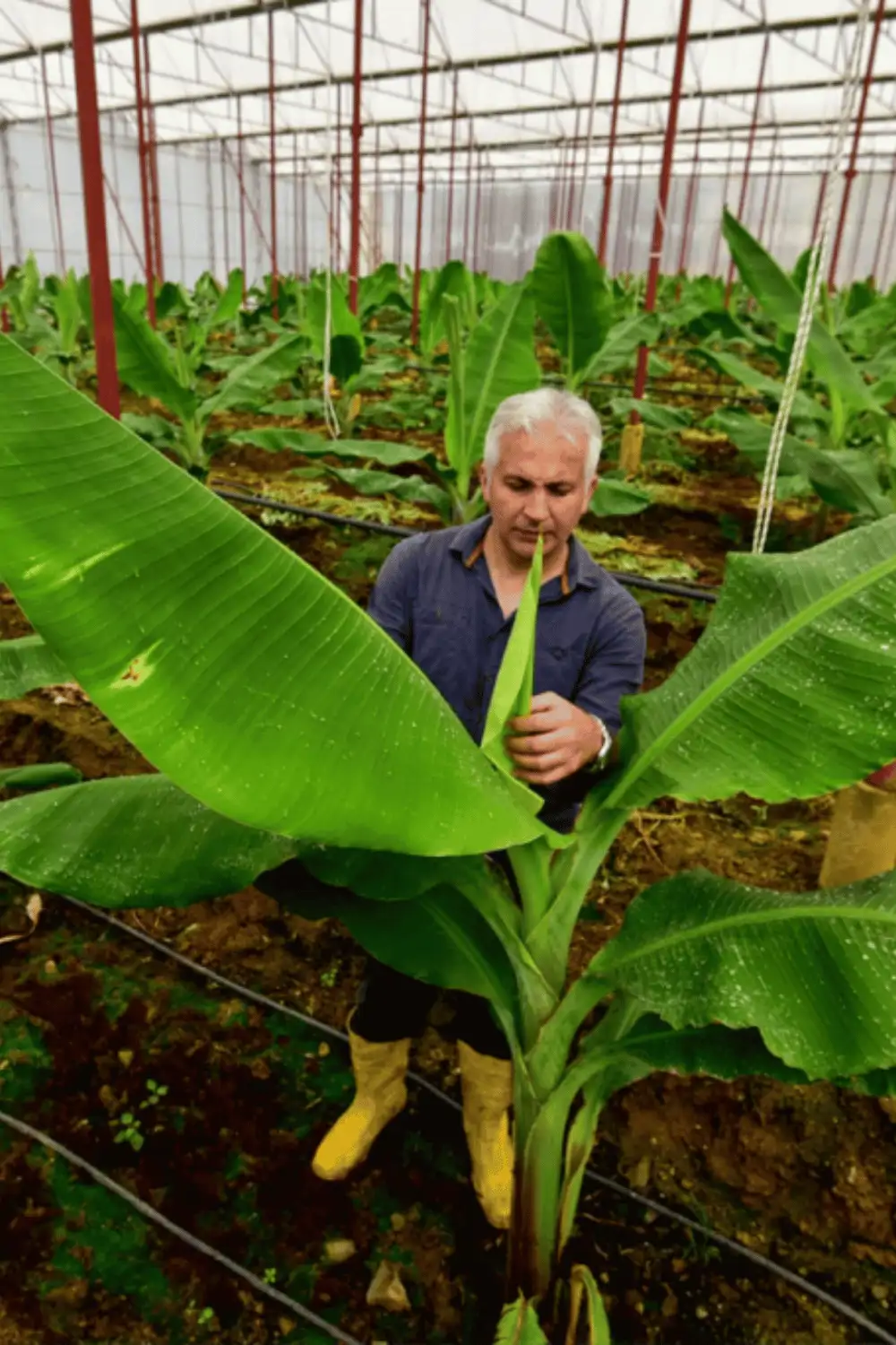 Sera ve Tarım İçin Kablosuz İklim Takibi