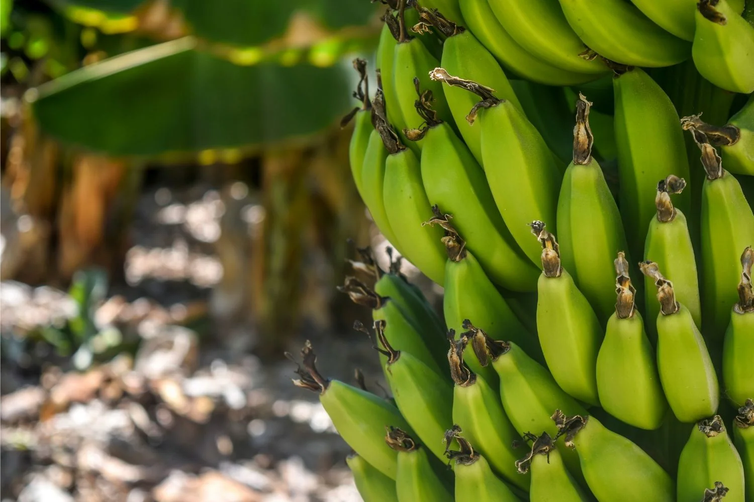Smart Irrigation Systems in Banana Cultivation