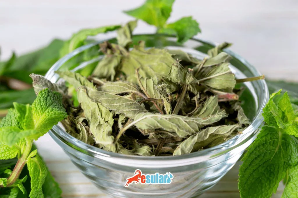 nane-yetistiriciligi