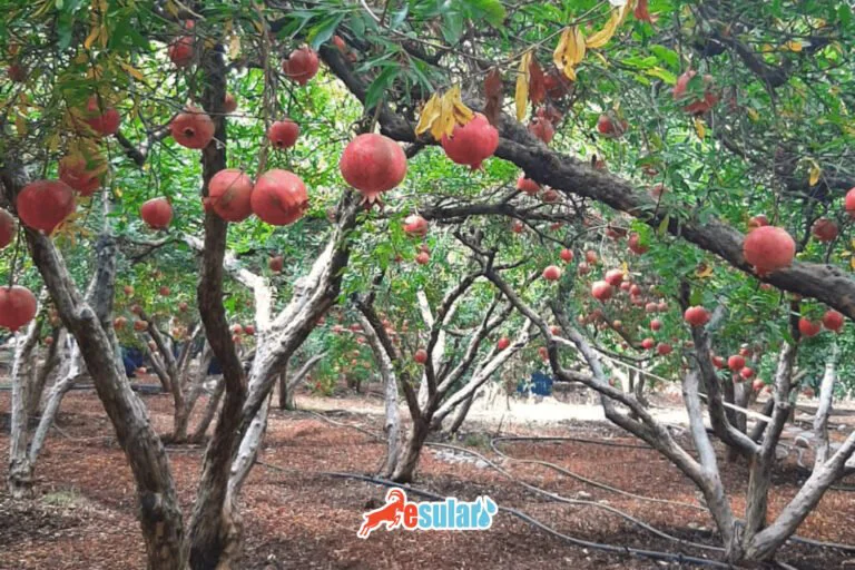 pomegranate orchard