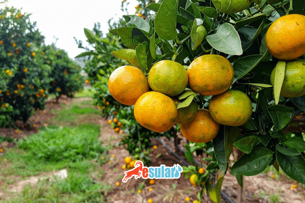 smart-irrigation-in-citrus-esular